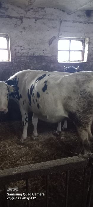 Sprzedam krowy cielne