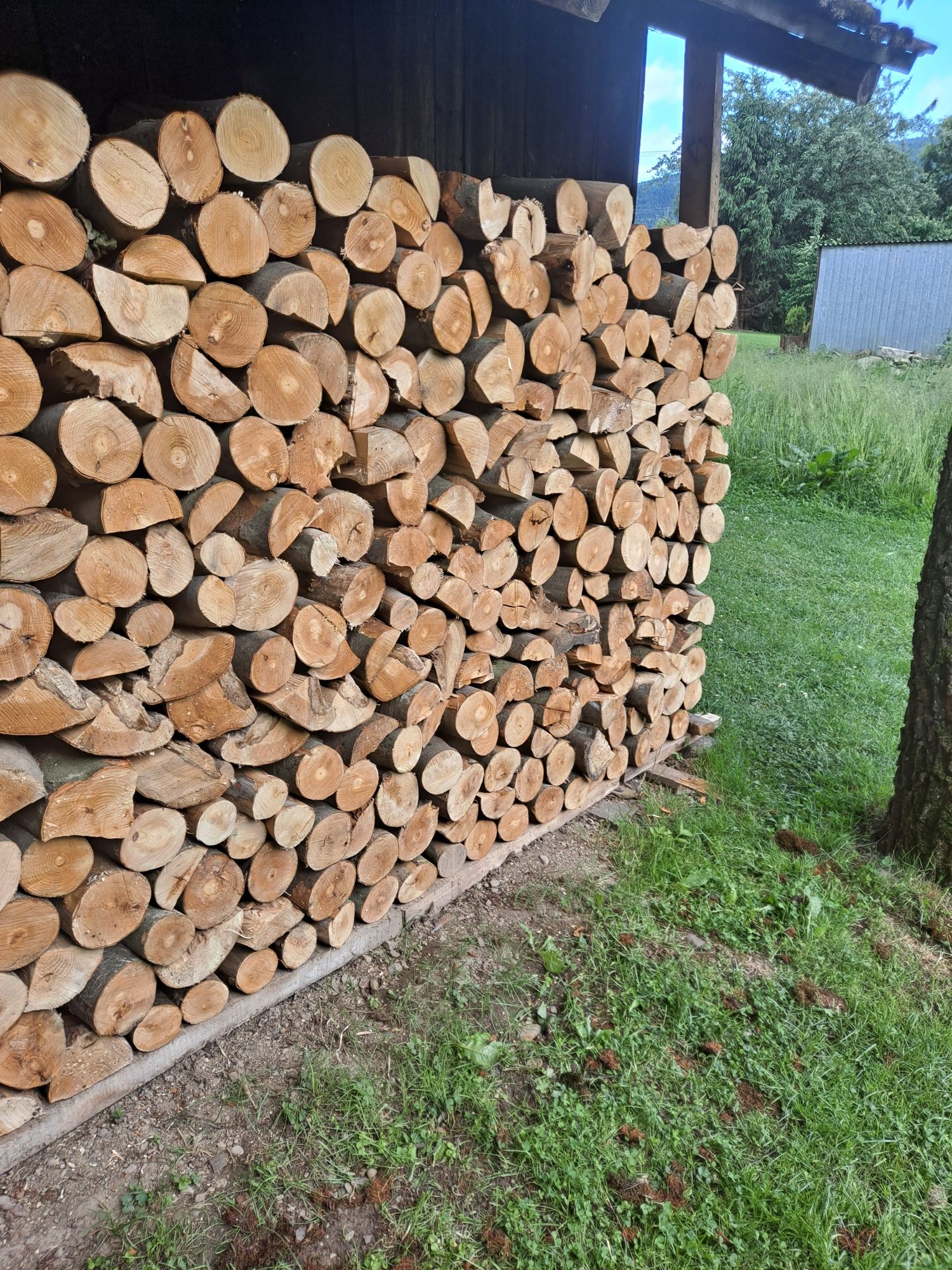 Sprzedam drzewo buka