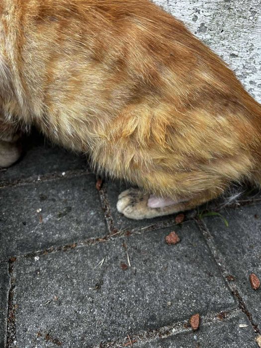 Szukamy domu dla JUMIEGO - rudego kotka