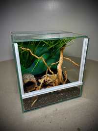 Terrarium szklane z leśnym wystrojem 20x20x20 cm. AlleTerra