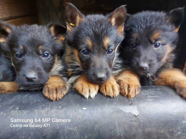 Продам цуценят німецької вівчарки