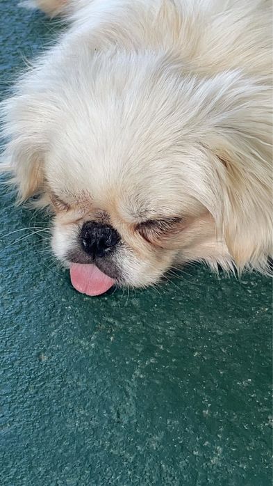 Cadelita Pequines - beje