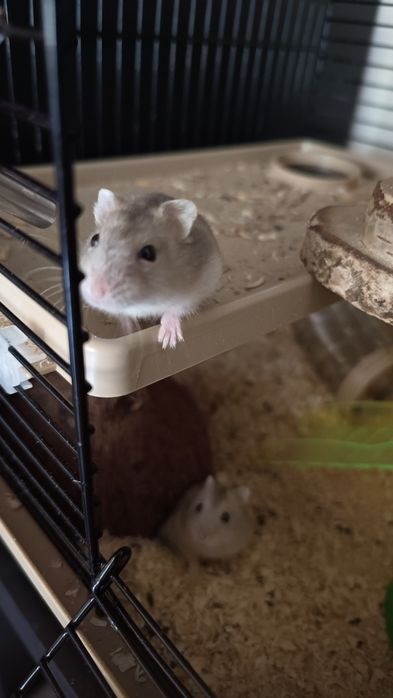 Oddam chomiki dżungarskie