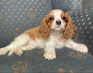 Cavalier king charles spaniel/sunia