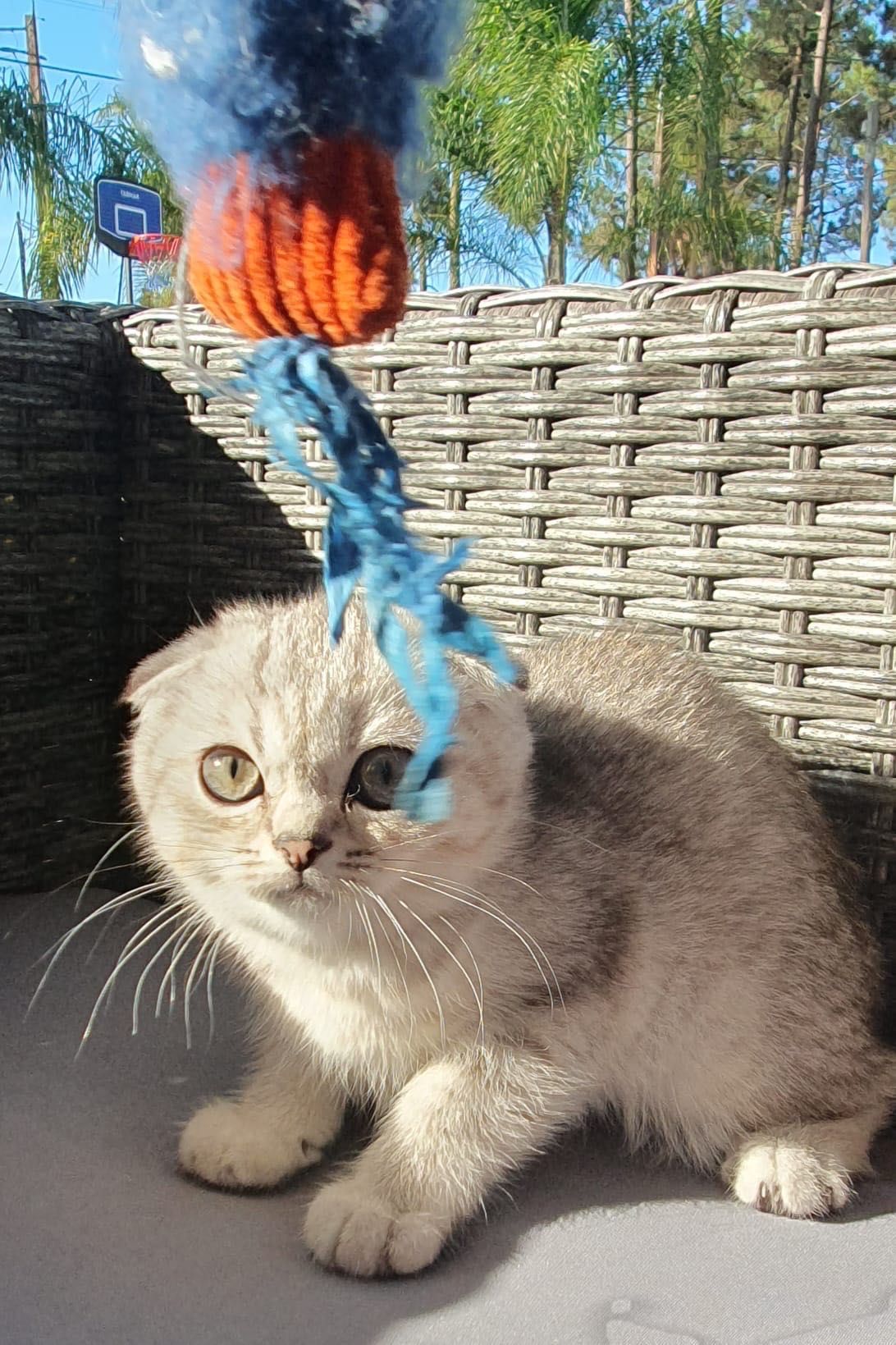 Gatinha Scottish Fold