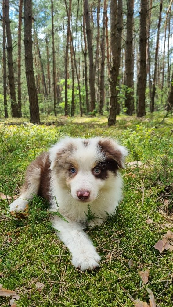 Border Collie piesek czekoladowy tricolor badania