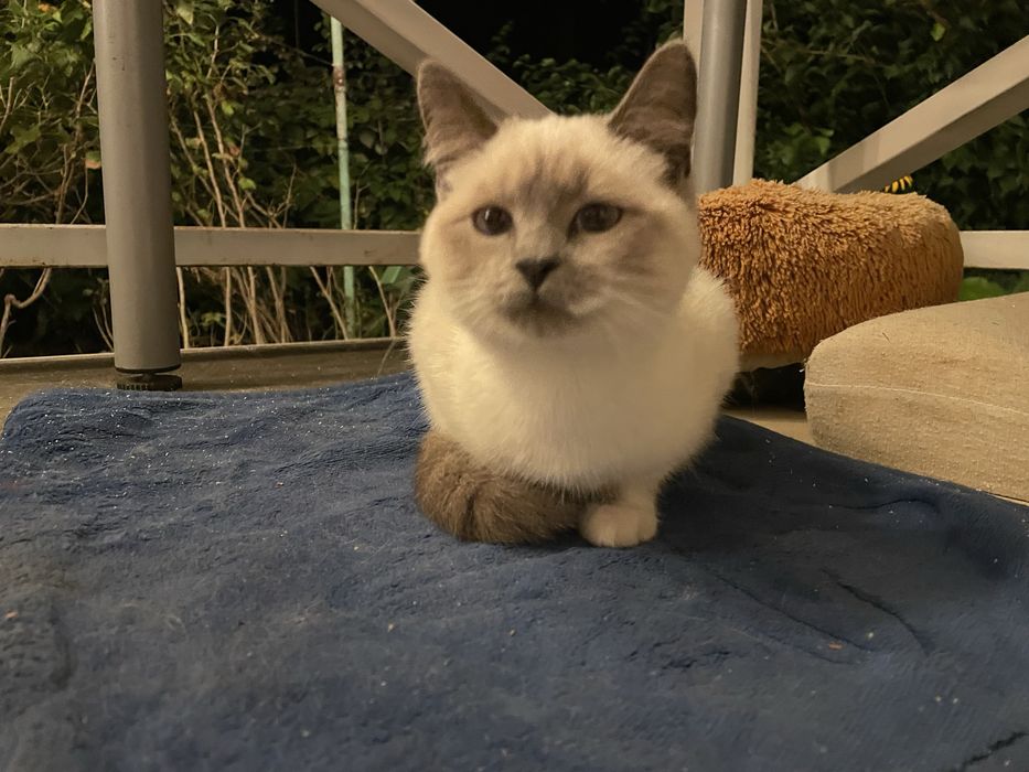 Отдам котят в хорошие руки в ноябре