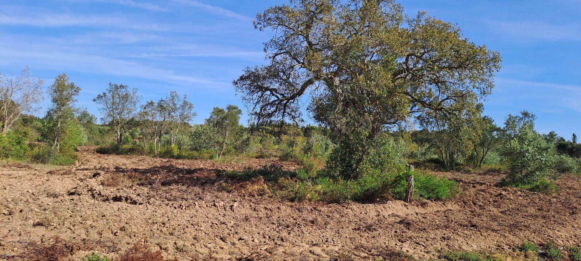 Vende-se Pequena Herdade em Abrantes