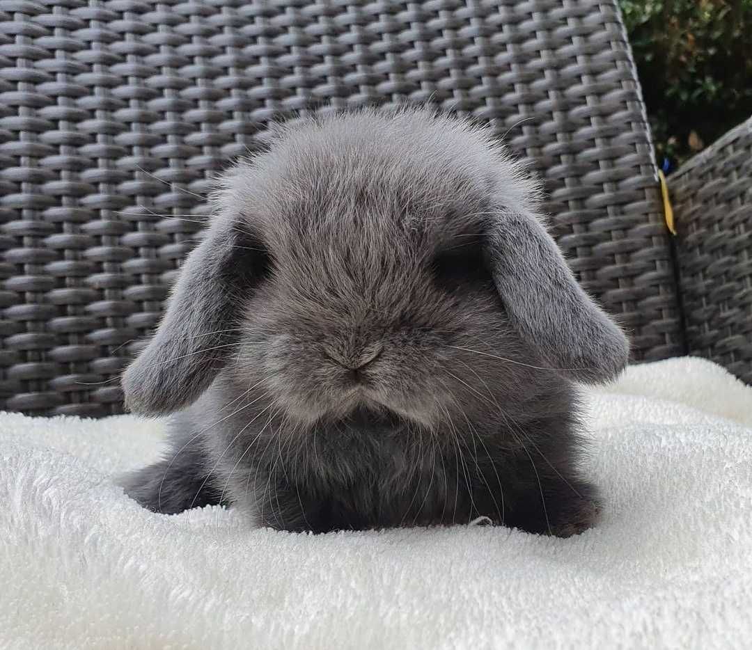 KIT Coelhos anões orelhudos, mini lop super inteligentes e dóceis