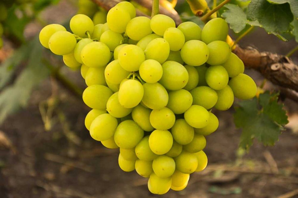 Geliodor, winogron beznasienny, sadzonki winorośli, kiszmisz