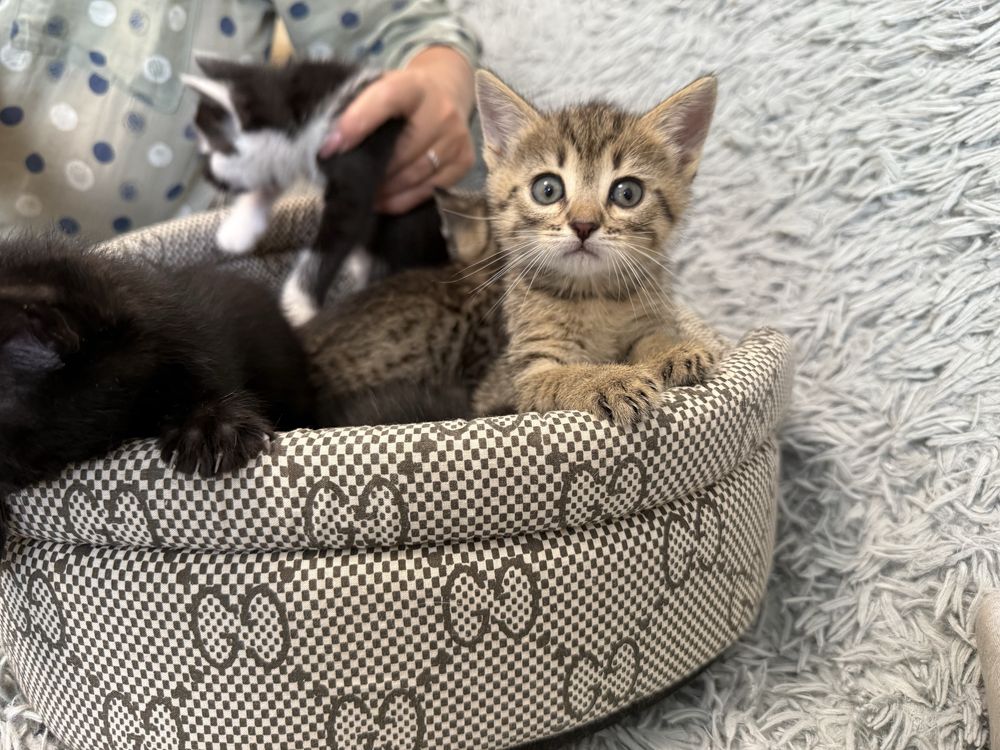 Отдам Котят в хорошие руки
