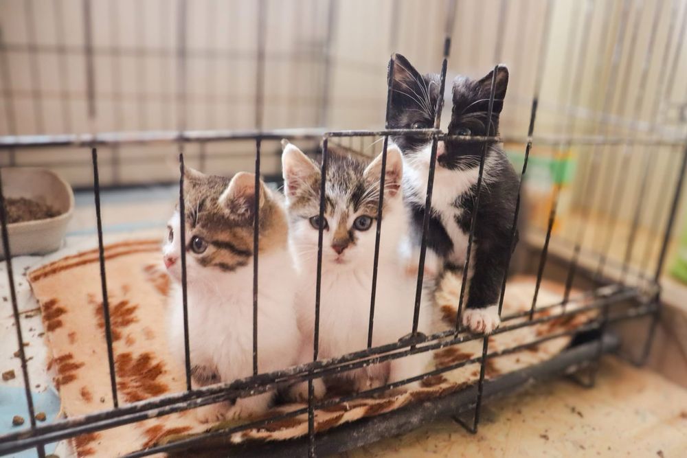 Male kotki polecaja sie do adopcji