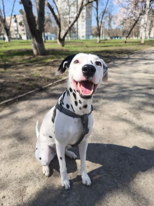 Девочка ищет спутника для вязки