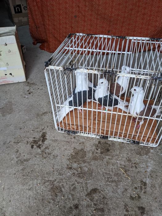 Sprzedam gołębie typu Mewki