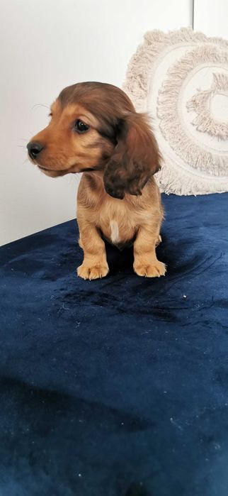 Jamnik długowłosy miniaturowy