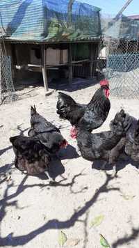 Ovos galados de galinhas Jersey gigante e Sedosas barbudas