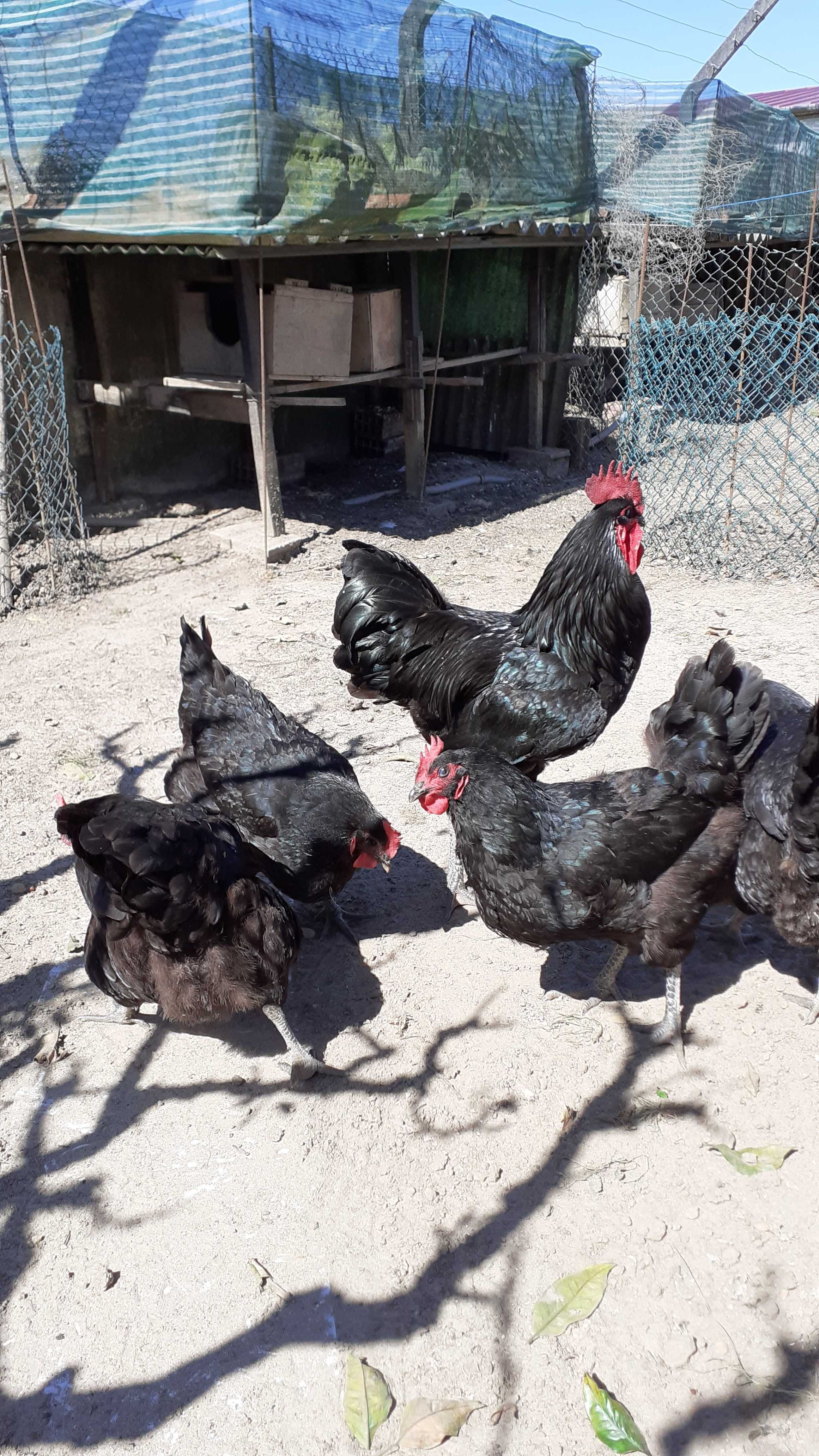 Ovos galados de galinhas Jersey gigante e Sedosas barbudas