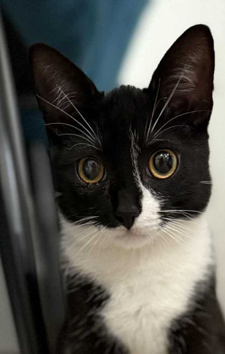 Czarno-biały kotek Lilo, 5-5.5 mies, kociak, kocięta