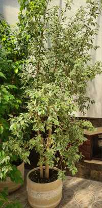 Plantas ficus benjamina