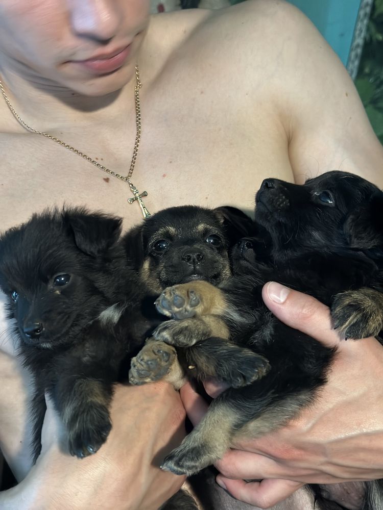 Віддам цуценят безкоштовно, 5