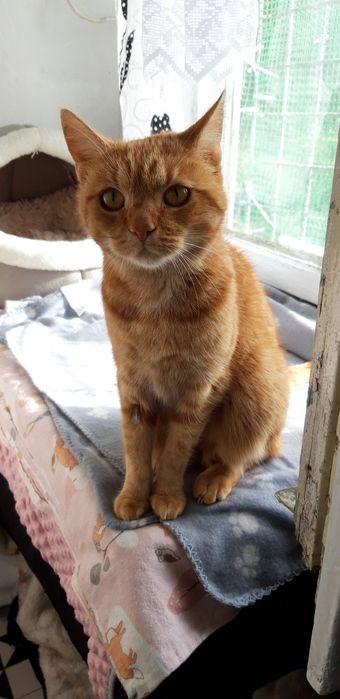 Fiona szuka bezpiecznego domku