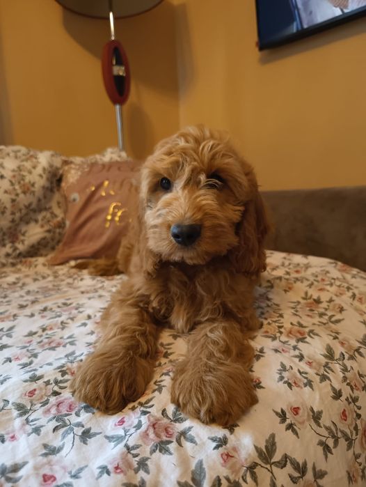 Cockapoo BADANIA piękny i inteligentny chłopiec rodowód wyprawka