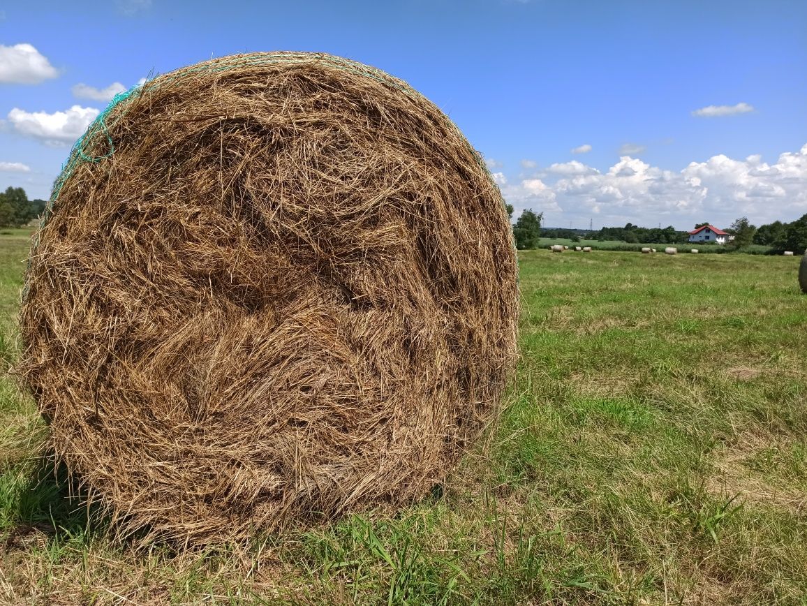 Siano baloty potraw drugi pokos 150zł szt 250kg 130cm średnica