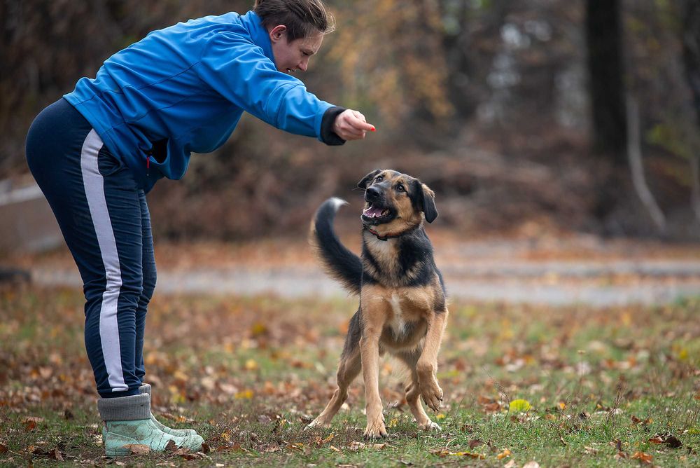 Віддам в добрі руки молодого собаку Кайзера.