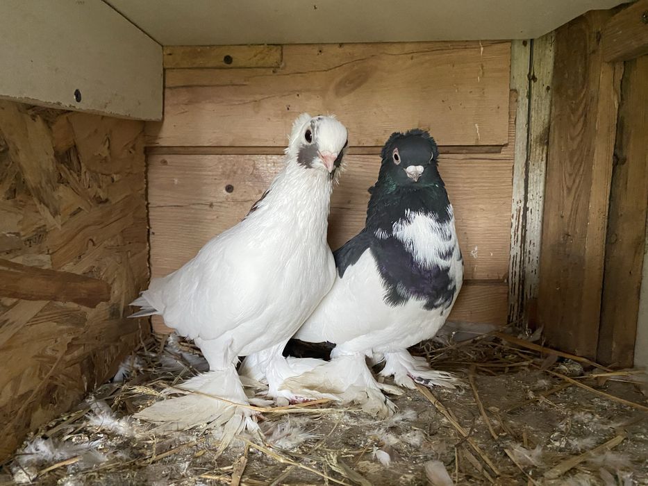 Golebie ozdobne dwie pary