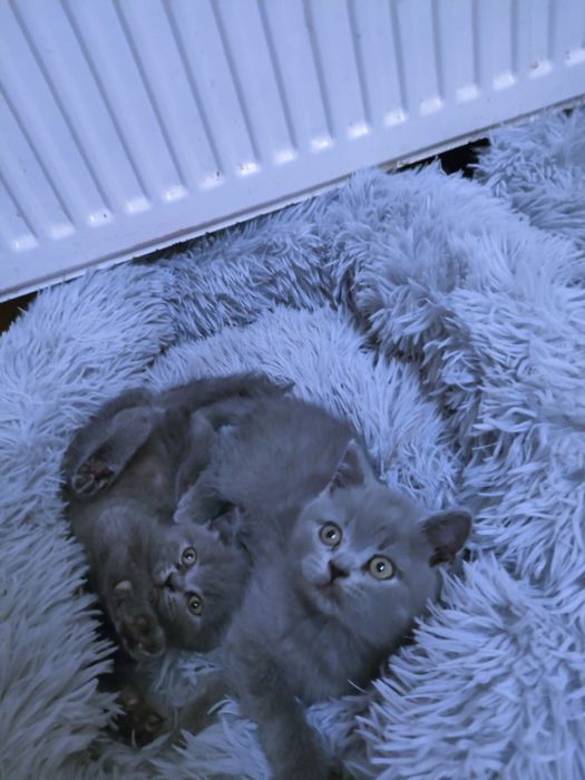 Kocurek Brytyjski niebieski