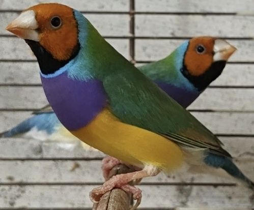 Últimos casais Diamantes de gold