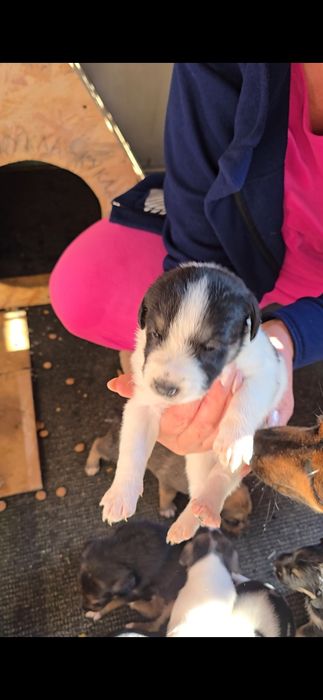 Отдам щенков в добрые руки