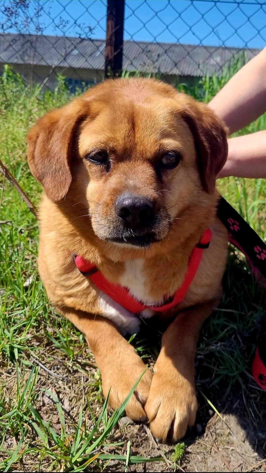 Ruda sunia o uszkach jak beagle do adopcji
