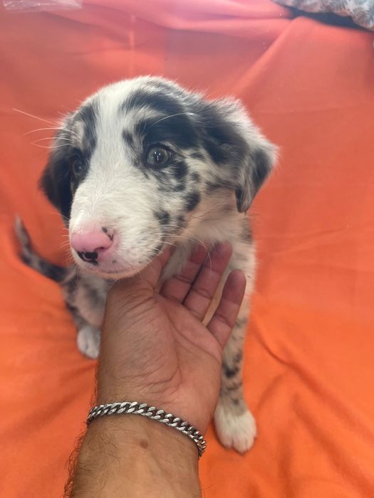 Border collie Femea Blue merle