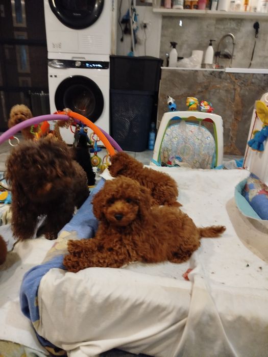 Pudel miniaturowy Red Braun po rodzicach toy