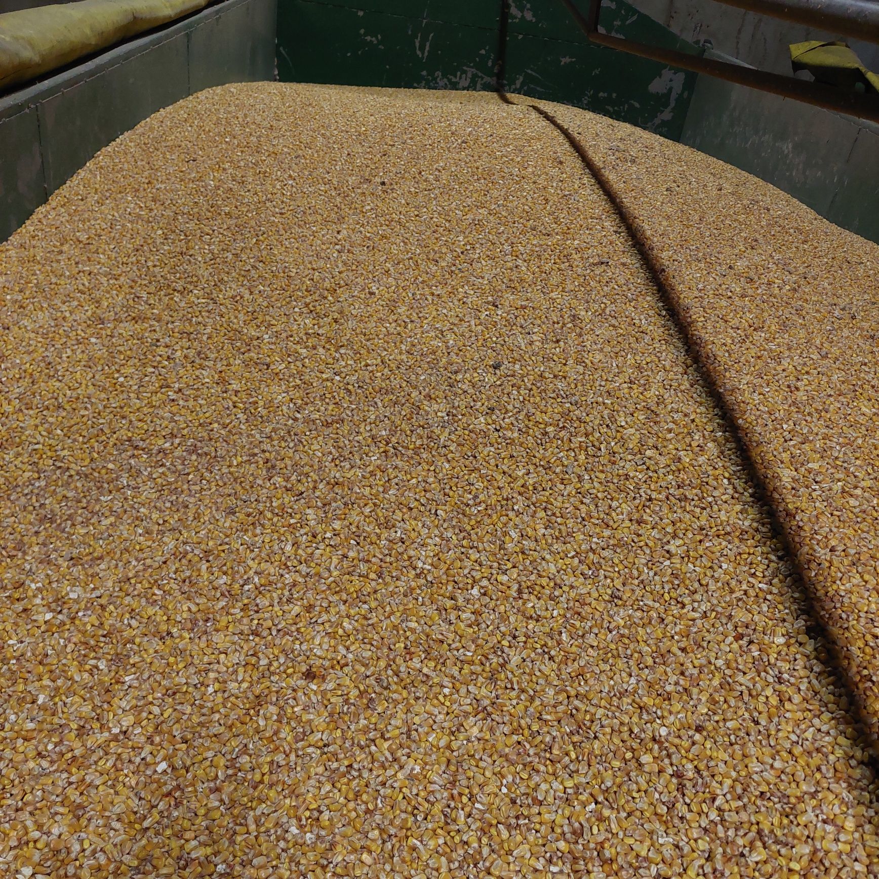 Kukurydza sucha żniwa 2023