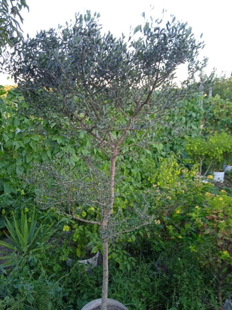 Oliveira bonita para jardim ou em vaso grande