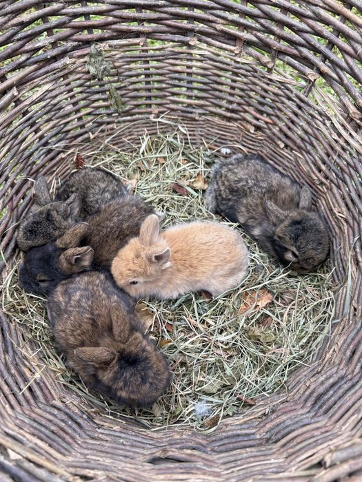 Декоративний кролик