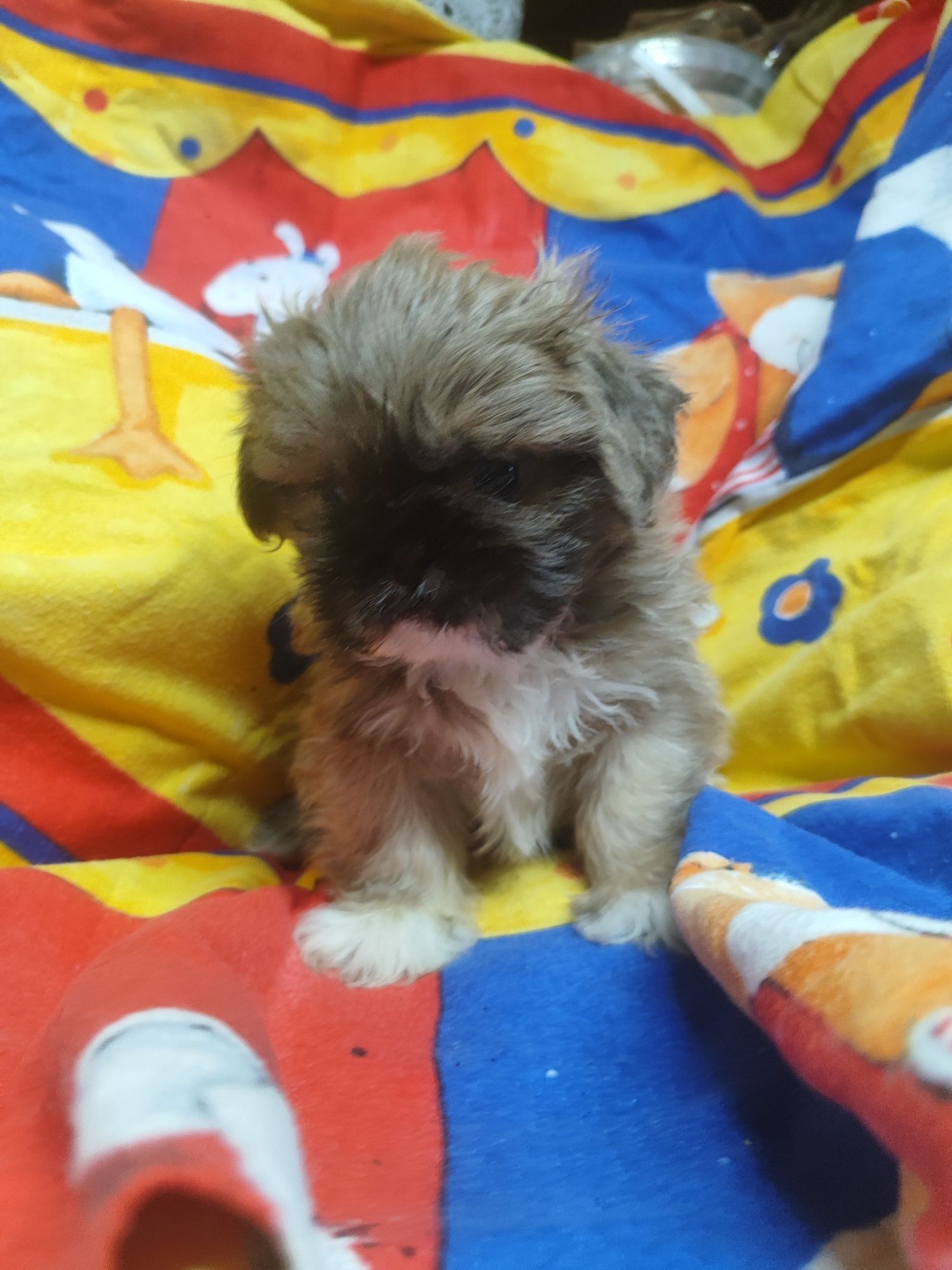 Shih tzu gotowe do odbioru