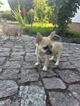 Chihuahua szczeniak