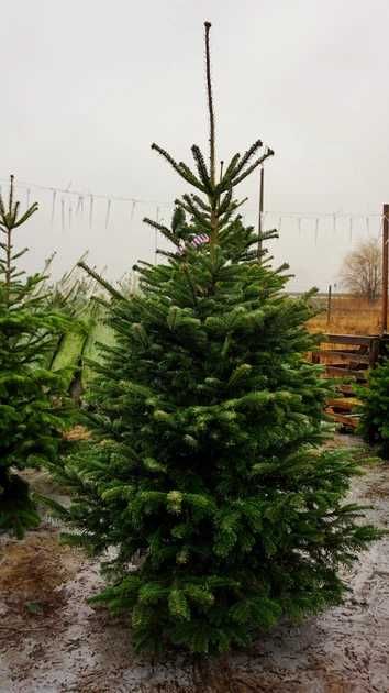 Ялинка 3 метри під зріз
