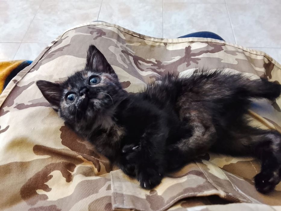 Gatinha bebé para adoção