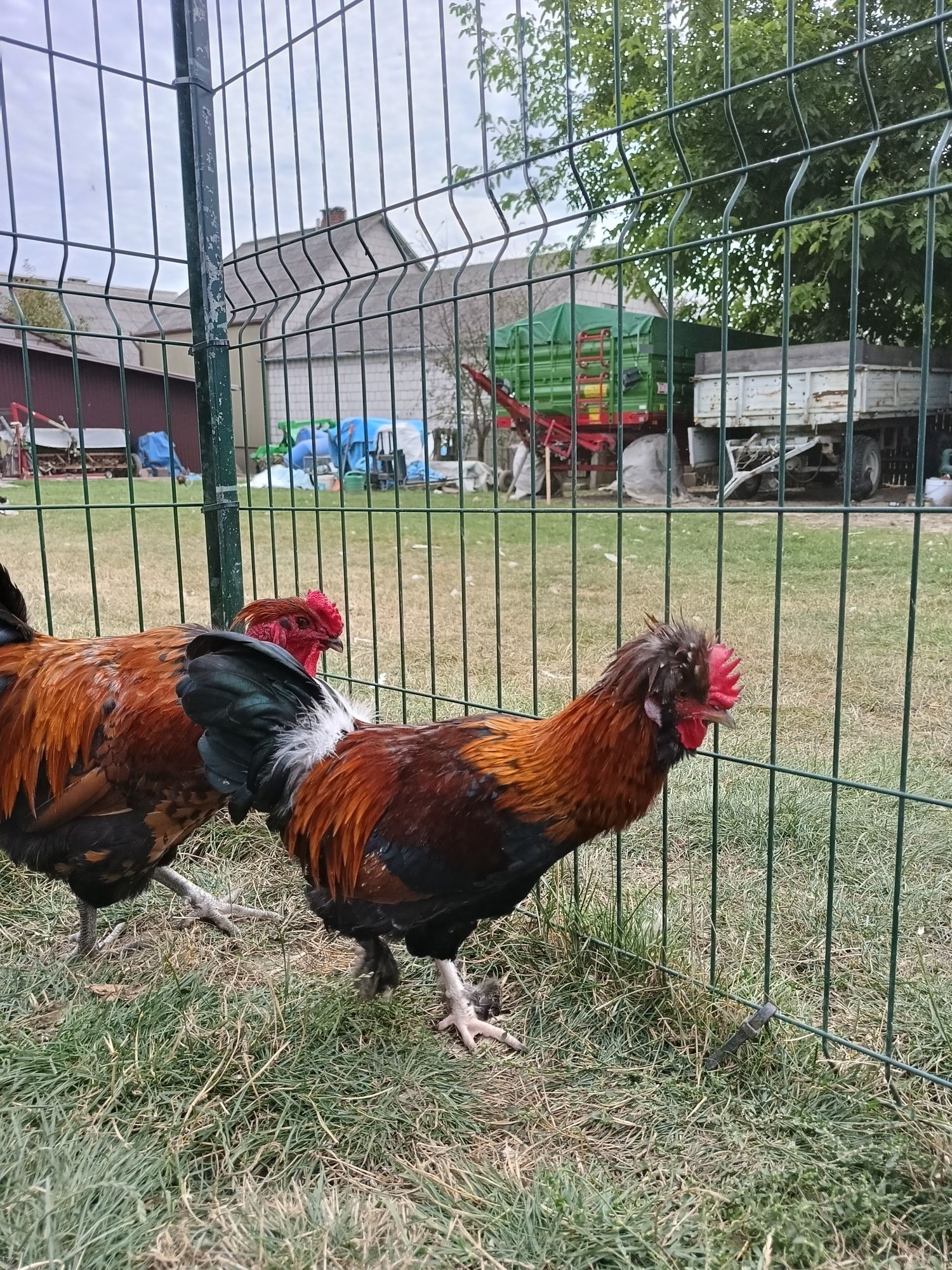 Młode koguty mix Brahma