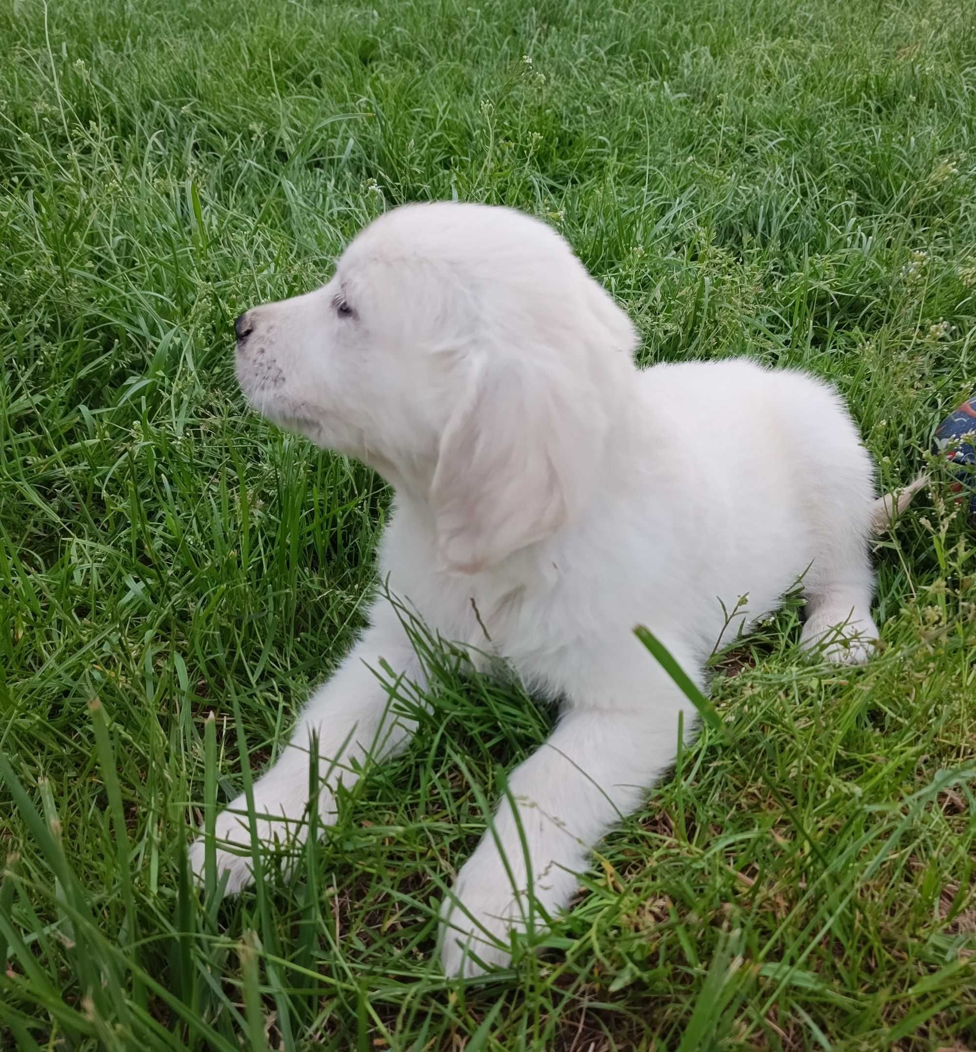 Golden retriever gotowe do odbioru