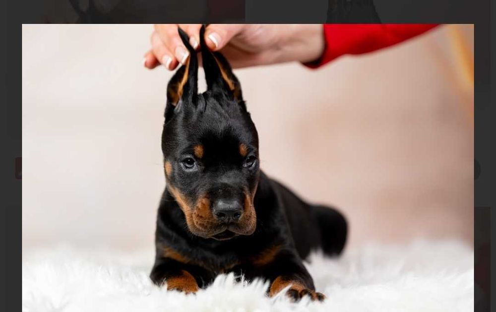 Цуценят Доберман