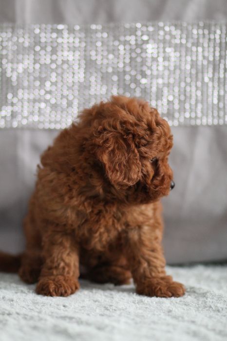 ***Pudel Toy/Miniaturowy Red Badania***