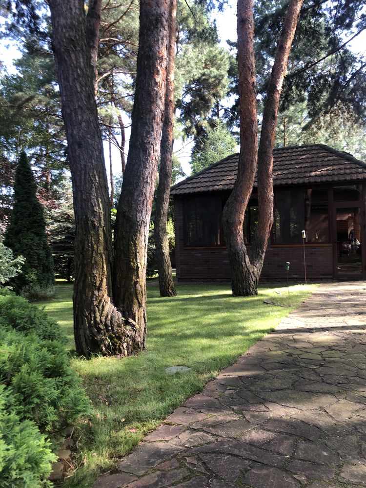 Старые Петровцы. Побережье Киевского моря, хвойный лес, закрыт. террит