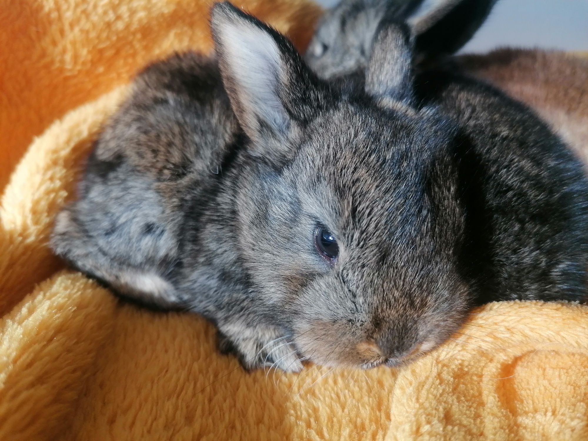 OKAZJA sprzedam króliki miniaturki mini lop Karzełki