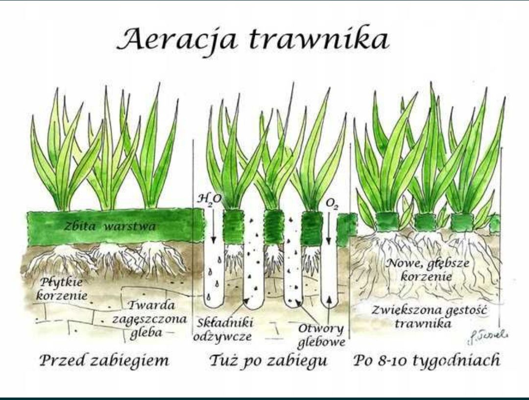 Wertykulacja, aeracja wykorkowa, piaskowanie - regeneracja trawnika