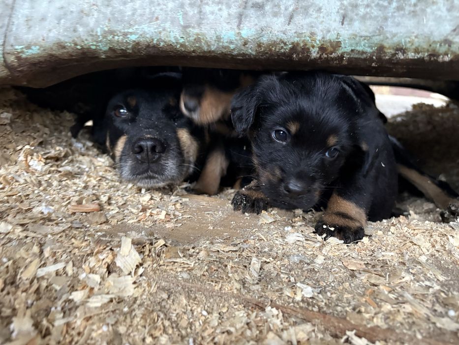 Szczeniaczek 2 miesiace